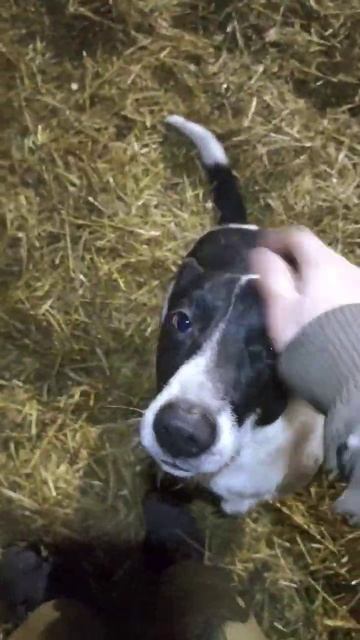 Пёсина в курятник попала 😳 #бизнесвдеревне #павлушин смотреть онлайн