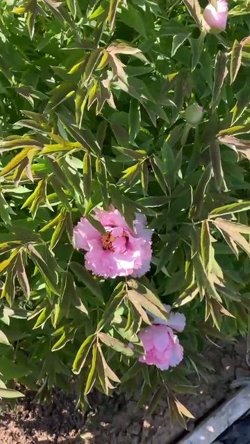 Пион древовидный #цветы #дача 30.04.25 смотреть онлайн