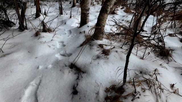 ОДНИ В ЛЕСУ. ЗИМА В АПРЕЛЕ НА МЕДНОМ ОЗЕРЕ #asmr #природа # смотреть онлайн