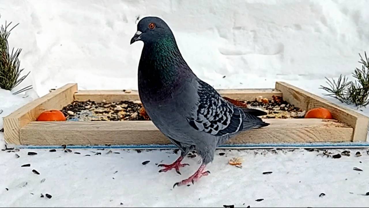 Кормлю Птичек (19.02.2025 года) смотреть онлайн