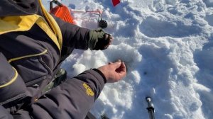 Жерлицы на судака на течении зимой. Монтаж, оснастка, н