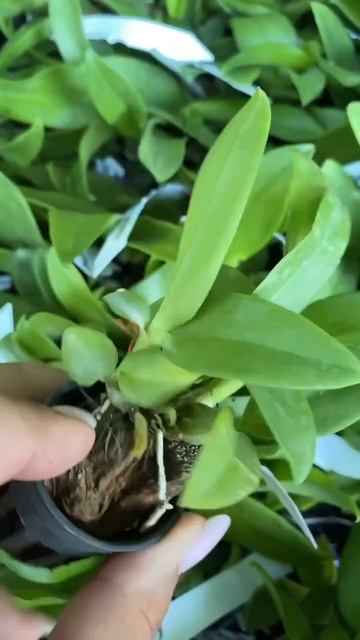 Орхидея дендрофаленопсис King Starbright