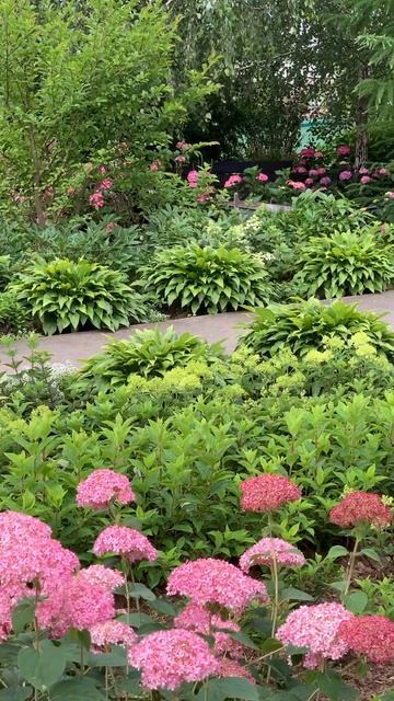 PINK ANNABELLE#hydrangea#macrophylla#hortensia#гортензия#garden#гортензія#flowers смотреть онлайн