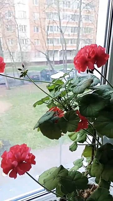 герань смотреть онлайн