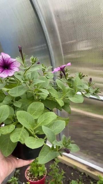 Opera Purple Vein #петуния #сад #дача #ясныйсад смотреть онлайн