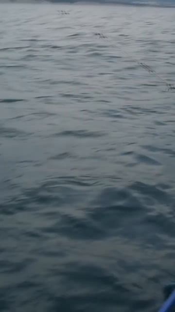 Рыбалка на море. Может попасться и дракончик.