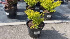 Барбарис Эвита