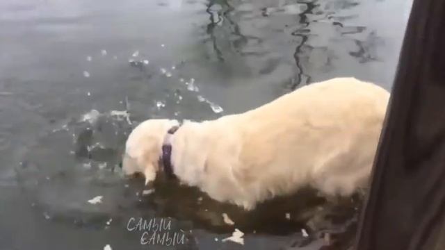 Умные животные. Смешные животные. Приколы. Подборка. Ю? смотреть онлайн