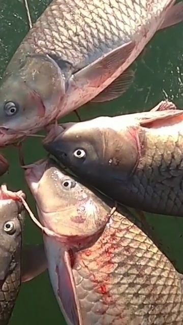 Белый амур и сом #fishing #рыбалка #удача