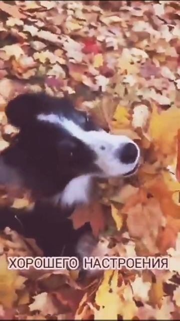 Мило правдо кстае у меня есть подруга биби смотреть онлайн