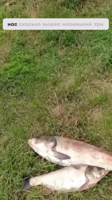 Удачная рыбалка ! Ловля толстолобика и веселье