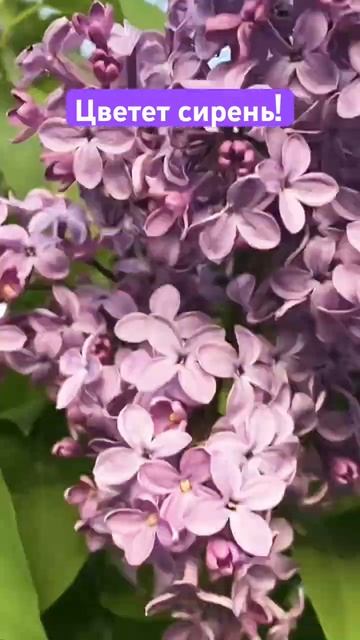 Расцвела сирень у дома моего! Запах  неповторимый #цве?