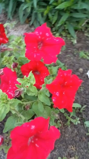 ❤Яркий огонек на Клумбах-крупноцветковая💚💕,,Петуни смотреть онлайн