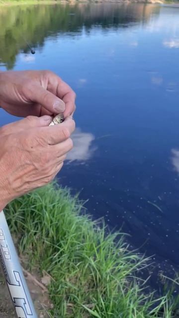 Улов на северной рыбалке #car #рыбалка #fishing #nature #carpfishing #a смотреть онлайн