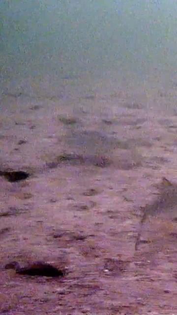 собрались на прикормку#рыбалыч #fishing #рыбалка #рыба #пр? смотреть онлайн