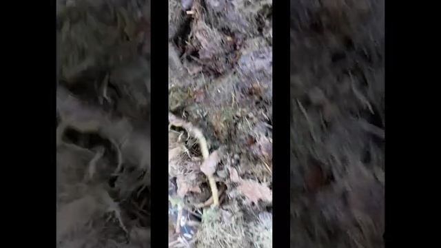 как выглядит перепревшая трава. смотреть онлайн