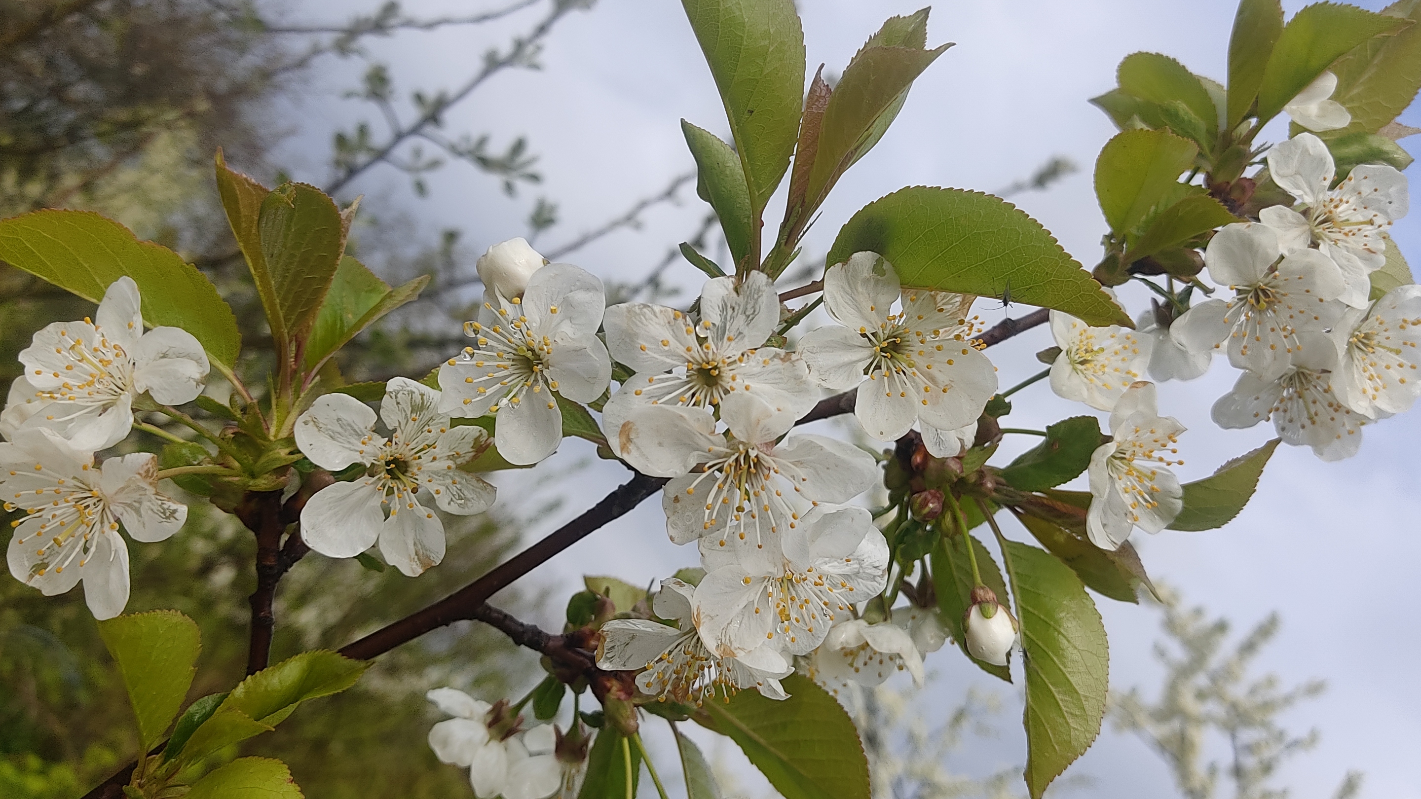 13-05-2025 Вложик одного дня. Посевная под угрозой) Купила петунию для настроения. Распаковка смотреть онлайн