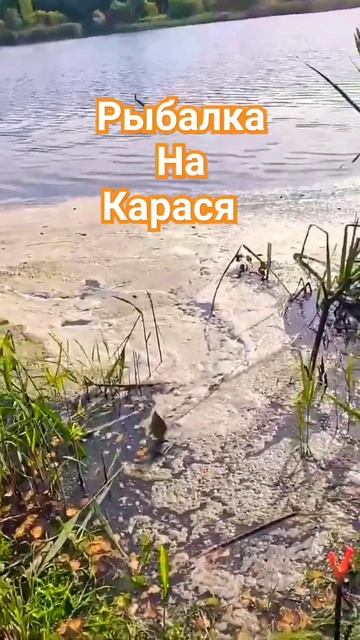 #клюет#карась #fishing #fish #рыболовная #ловим #2024 #рыбалка #с смотреть онлайн