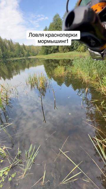 Гайд по ловле красноперки на спиннинг #fishing #fish #красно? смотреть онлайн