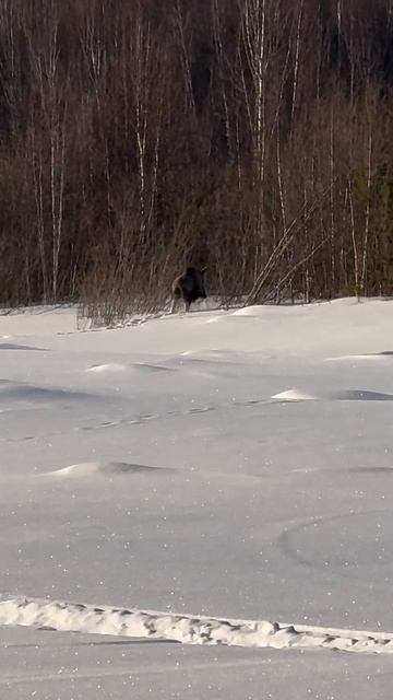 Наслаждаемся моментом😂😅🫎🌲 #сибирь #животные #лесн