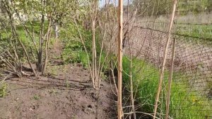 Самый лучший способ выращивания граната  в открытом г?