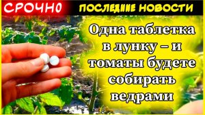 Одна таблетка в лунку – и томаты будете собирать ведрами