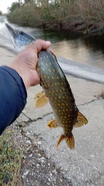 Щука 2024 Крым Осень смотреть онлайн