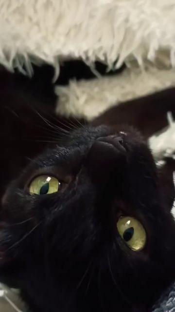 🐾❤️ клякса- есть деньги на еду 😻 смотреть онлайн