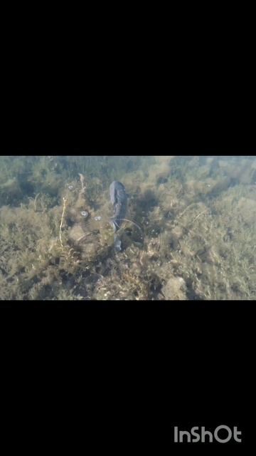 Карась на мормышку #рыбалка #fishing #карась #карась_весно? смотреть онлайн