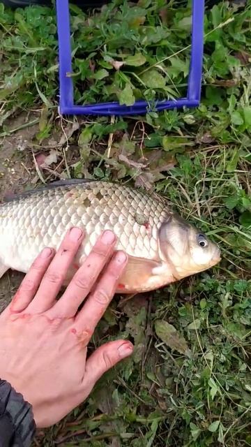 Отличное начало #рыбалка #fish #хищниккузбасса #кузбасс