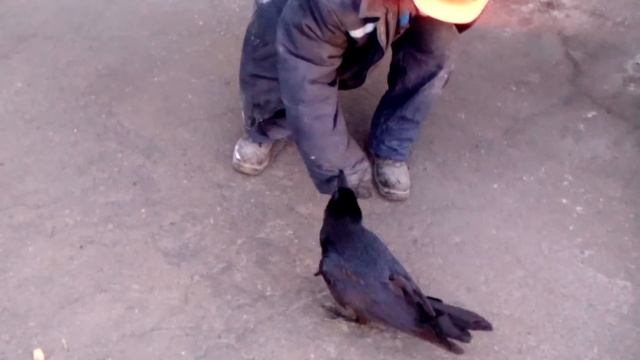 Наглый ворон 1 смотреть онлайн