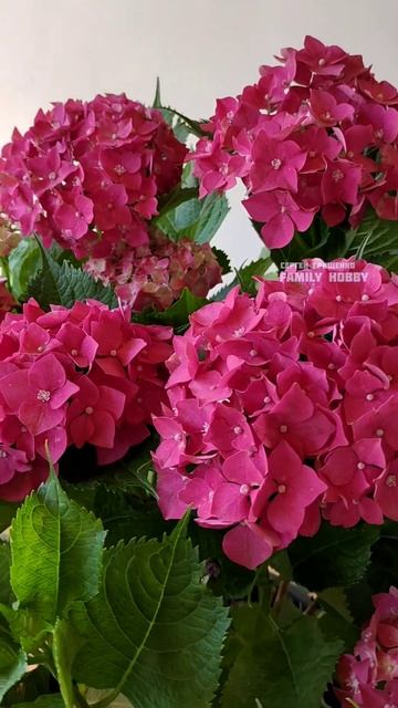 Гортензии 11 июля 🌞 в нашем саду #гортензия #flowers #цветы смотреть онлайн