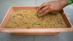 ЧЕРЕНКОВАНИЕ ЛИМОНА