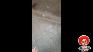 Треш Блогер Ксанни банни