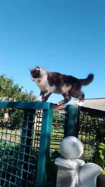 Котик идёт по забору смотреть онлайн