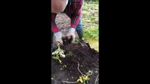 Аляска Огородное дело: Выращивание картофеля в суровы