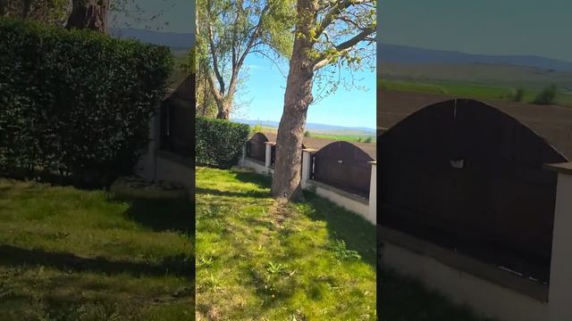 Глициния и фрезия расцвела. Где покупали цветущие дер смотреть онлайн