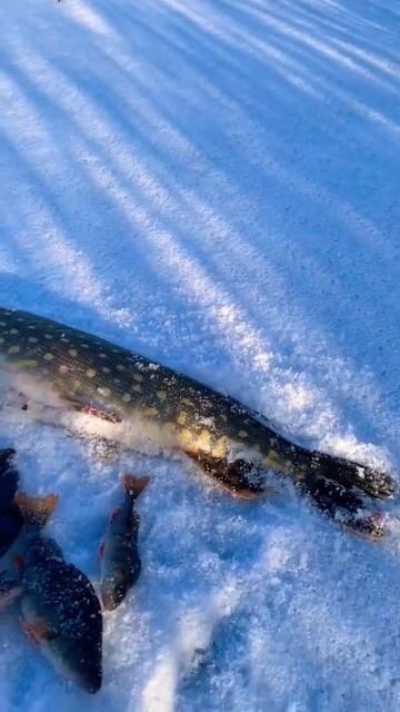 Пробний вихід на річку🎣#зимоварибалка #щука #жерлицы смотреть онлайн