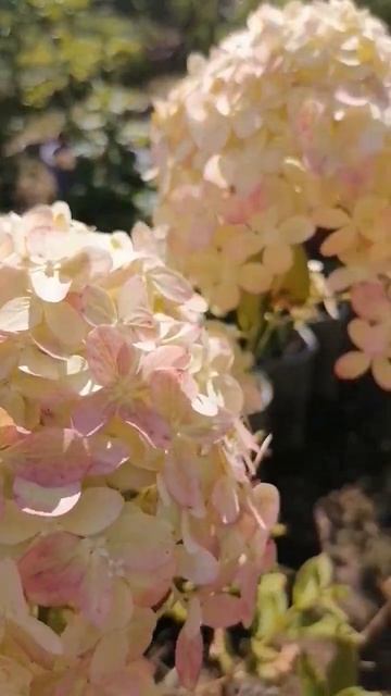 Гортензия Литл пешн. Сентябрь 2023