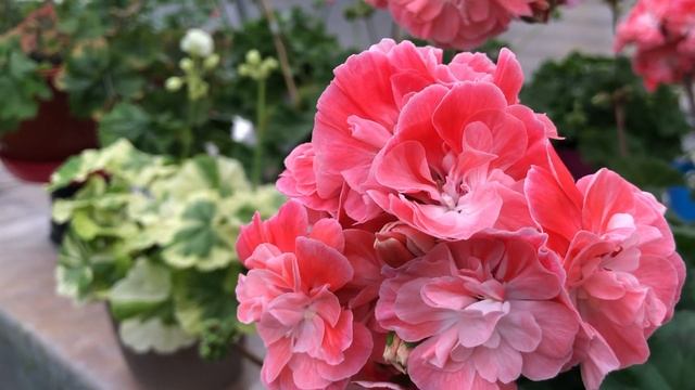 Пеларгония. Зонартик. Pelargongaragets Hanna Novis. #сортоваяпеларг смотреть онлайн