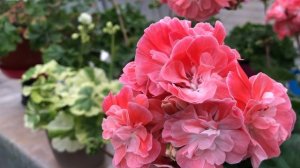 Пеларгония. Зонартик. Pelargongaragets Hanna Novis. #сортоваяпеларг