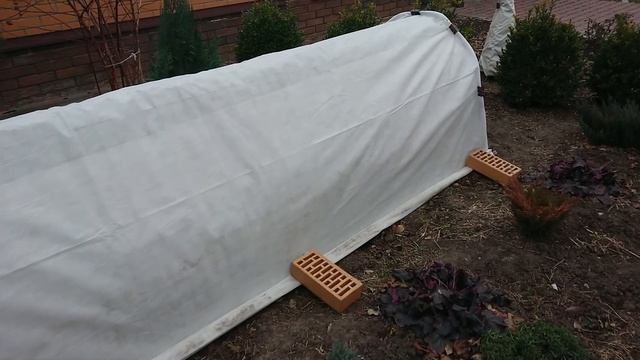 Розы в саду. Укрытие роз на зиму (в декабре).