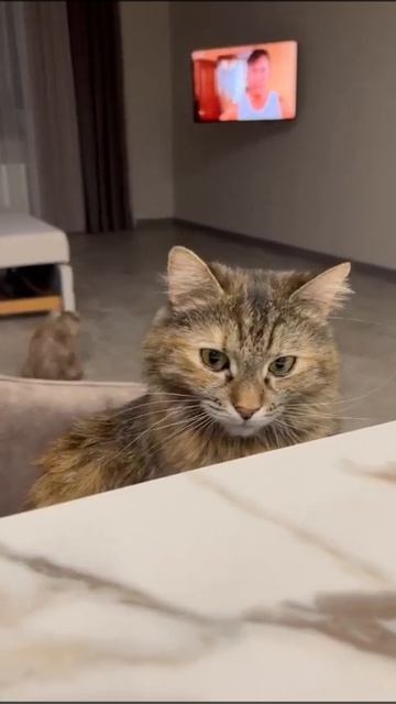 у меня есть мечта 😋 смотреть онлайн