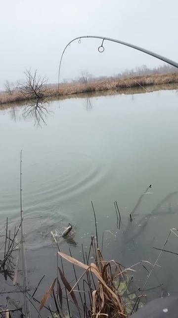 Цей РАК ловить СПРАВЖНІХ МОНСТРІВ! Кабаноподібний ОКУ смотреть онлайн