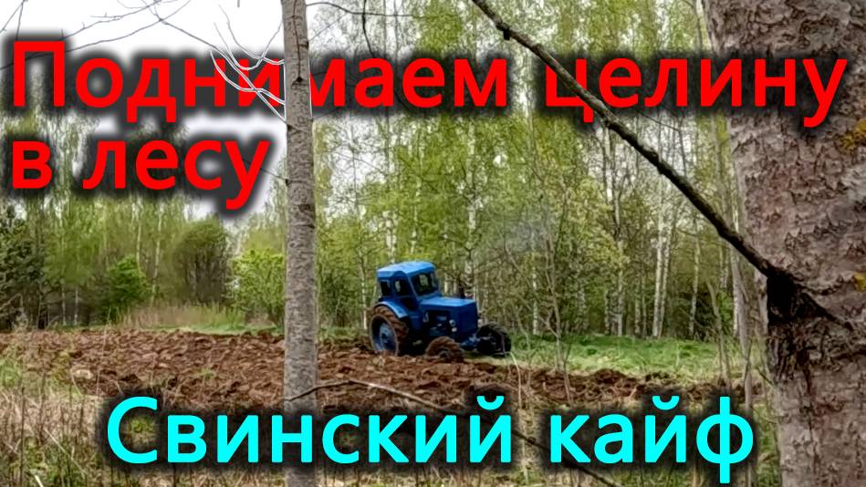 Жизнь в деревне. Пашем на наших гектарах, осваиваем новые территории. Выгнали свиней на улицу. смотреть онлайн