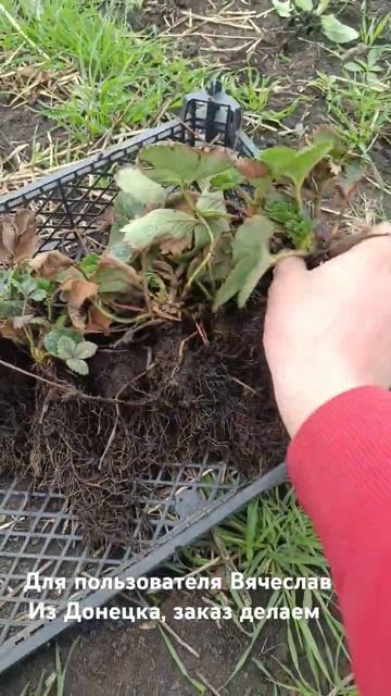 Саженцы клубники , делаем заказы ! #сад #земляника смотреть онлайн