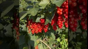 Лучшие сорта красной смородины: Виксне и Ровада