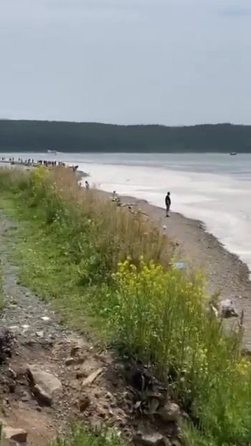 🌊 Вода в Амурском заливе окрасилась в цвета кофе с мо?