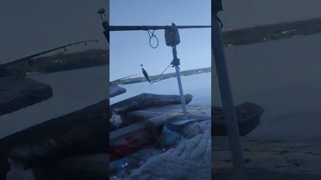 поклёвка дикого сазана на реке воронеж🎣трофей 20+ смотреть онлайн