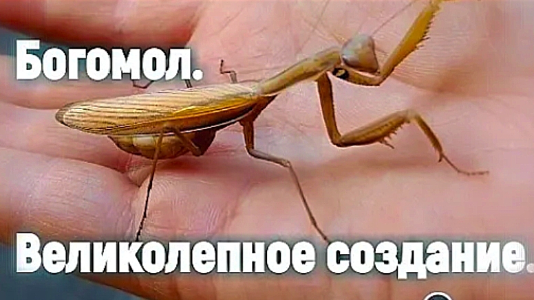 Богомол. Ровесник динозавров. смотреть онлайн